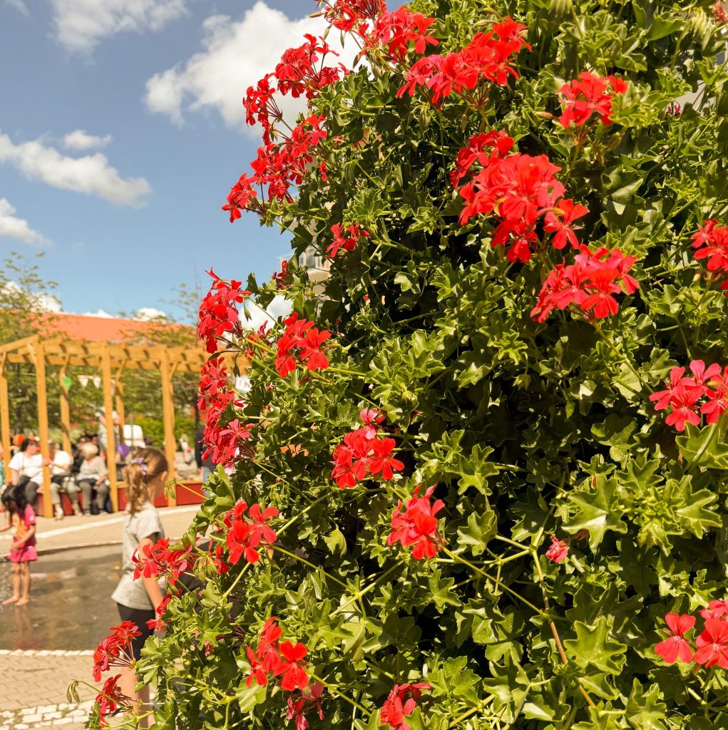 Röda pelargoner