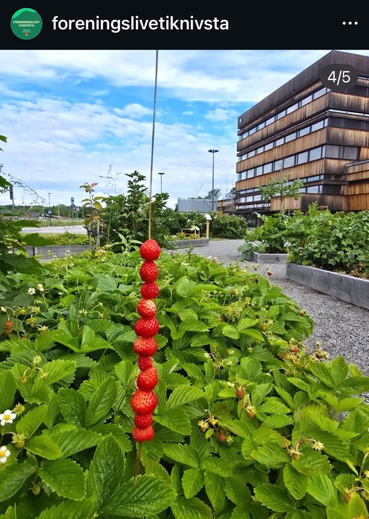 Bilder från