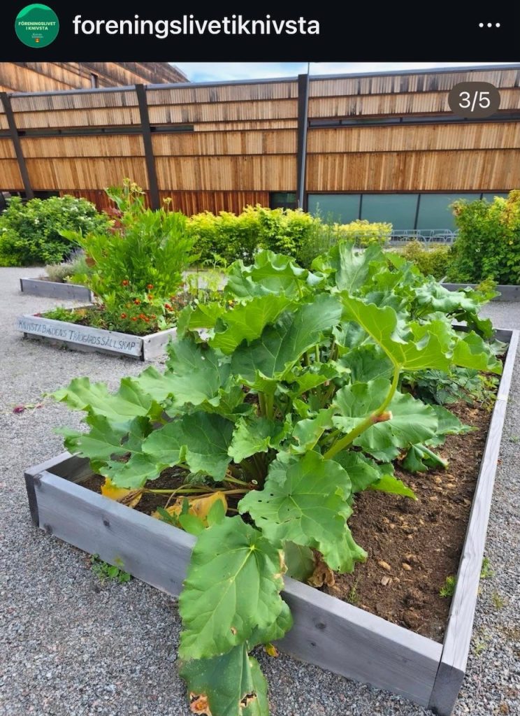 Tre bilder från bärträdgården vid CIK. Smultron på strå. rabarberblad och buskar